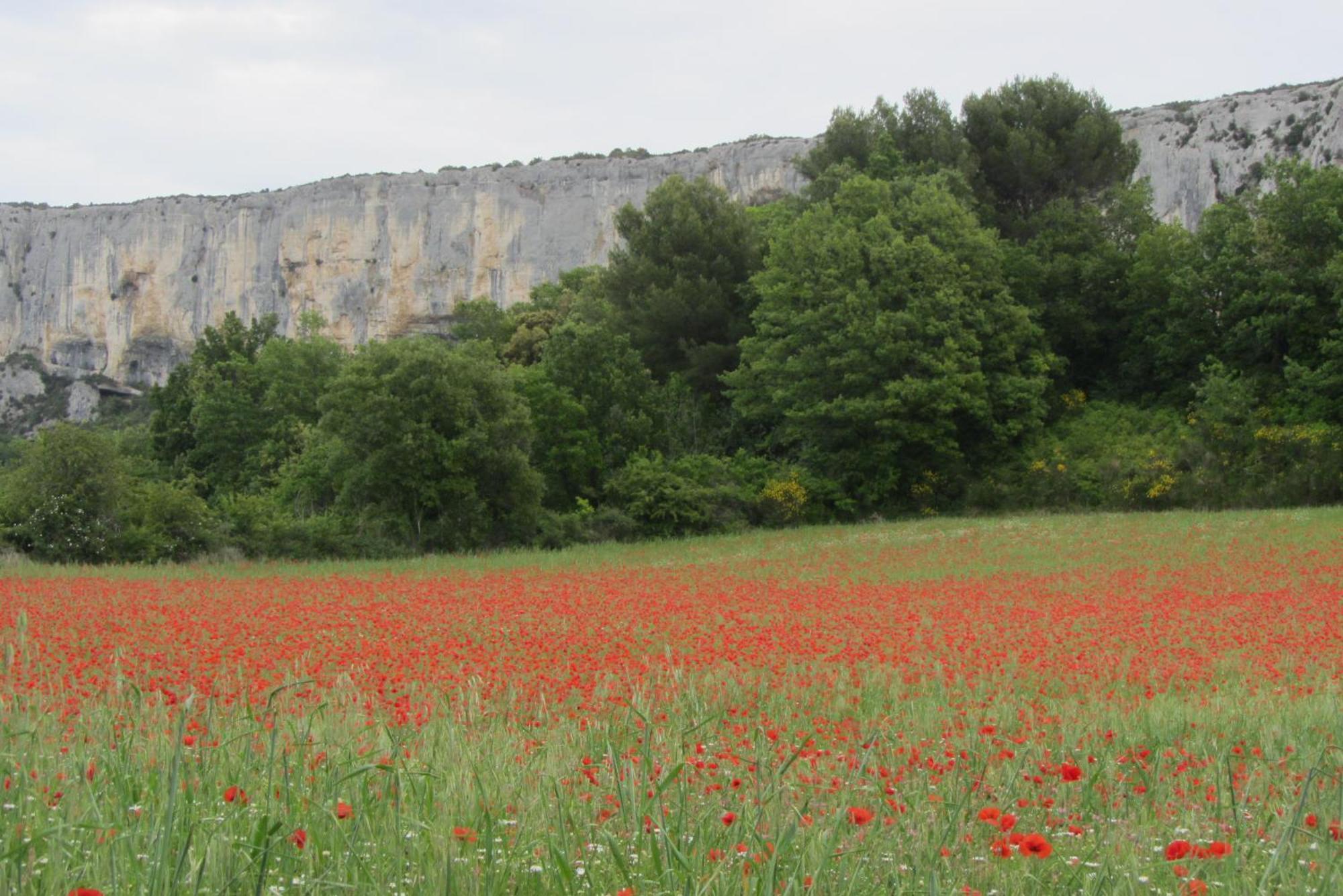 Les Cistes Villa Lioux Exteriör bild